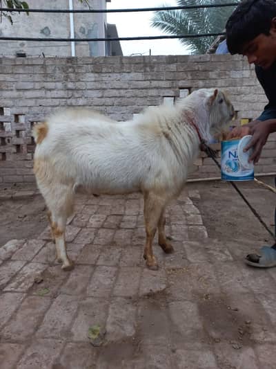 teddi bakriyan or bakra