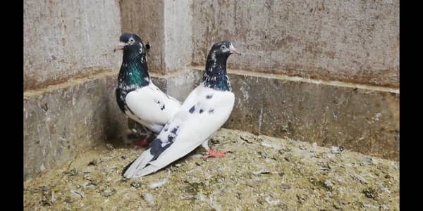Teddy breeder pigeons pair breder kabotar location Sialkot 03331517566