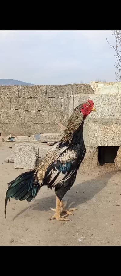 Pure Aseel Murga for Sale