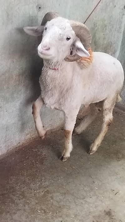 Beautiful Ram Sheep