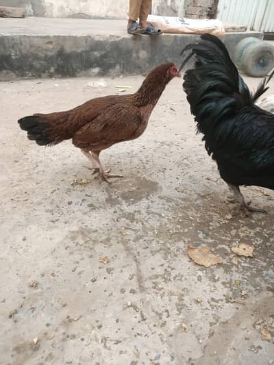 aseel and ayam cemani