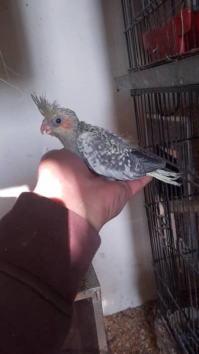 love birds or cocktail chicks available read full ad plz