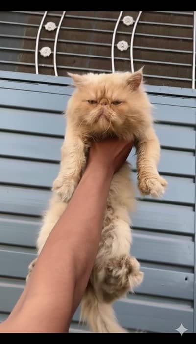 Piki Face male cat Peke male available