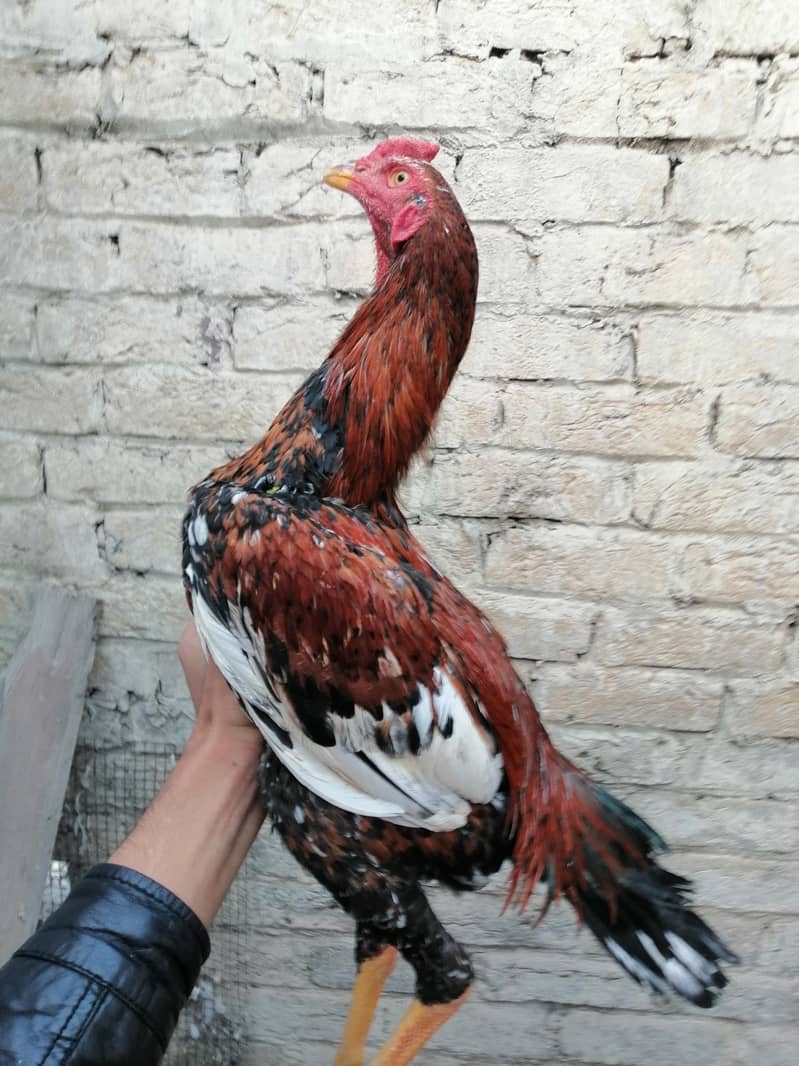 chena and. lakha aseel and kala aseel Per aseel 7000 0