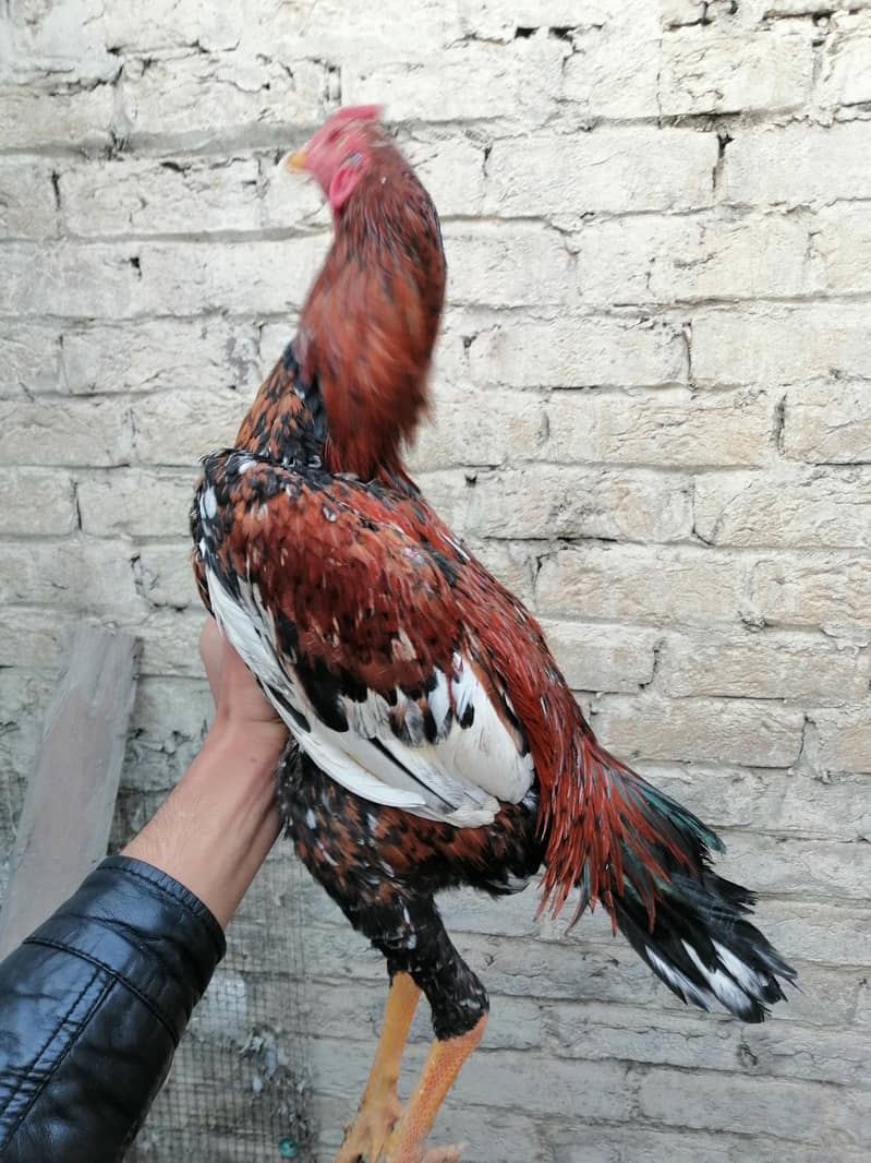 chena and. lakha aseel and kala aseel Per aseel 7000 10