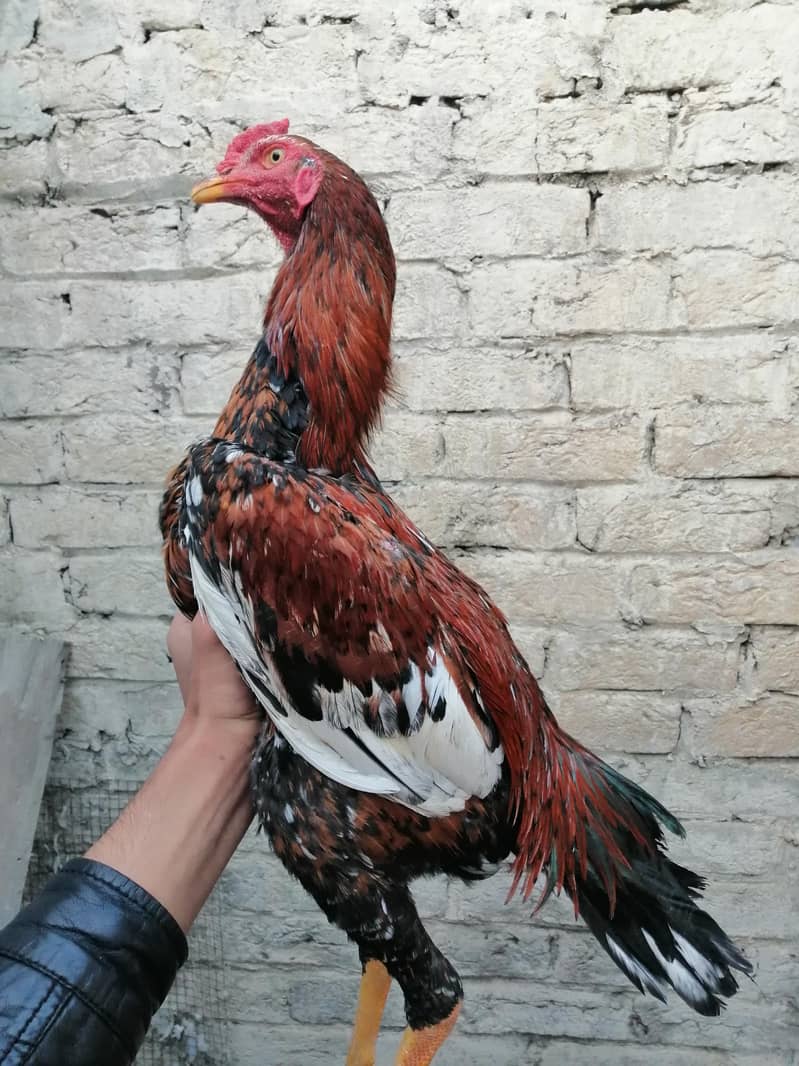 chena and. lakha aseel and kala aseel Per aseel 7000 11