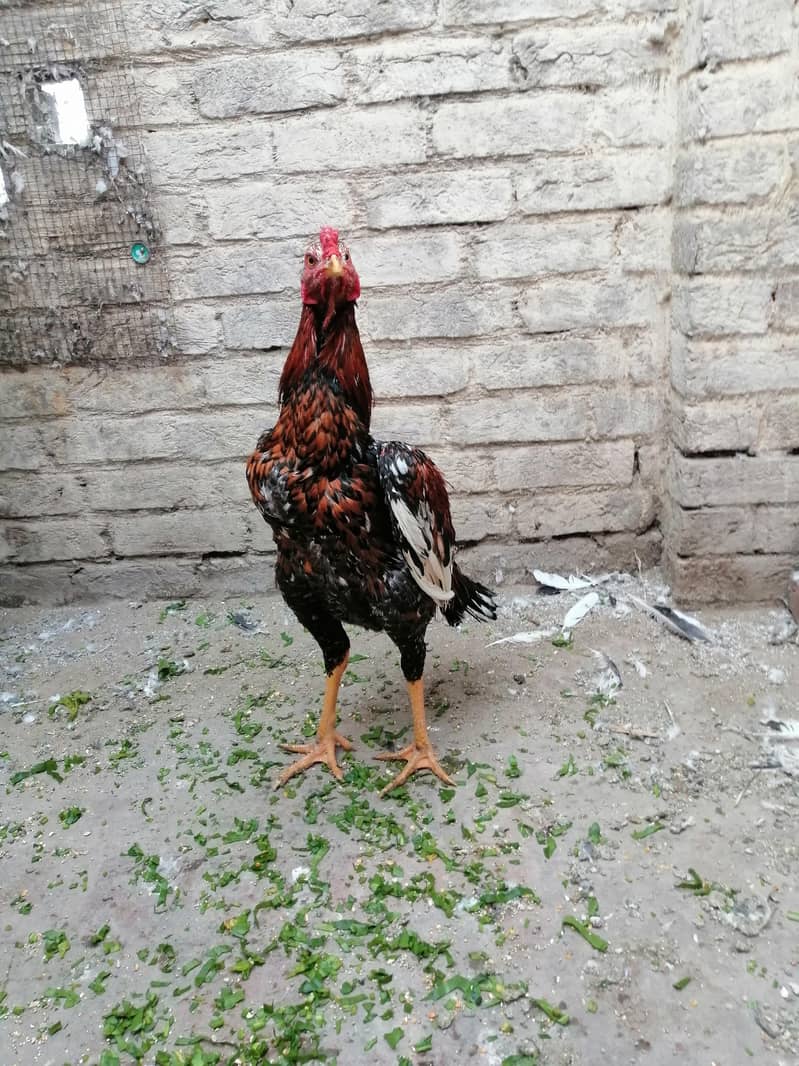 chena and. lakha aseel and kala aseel Per aseel 7000 3