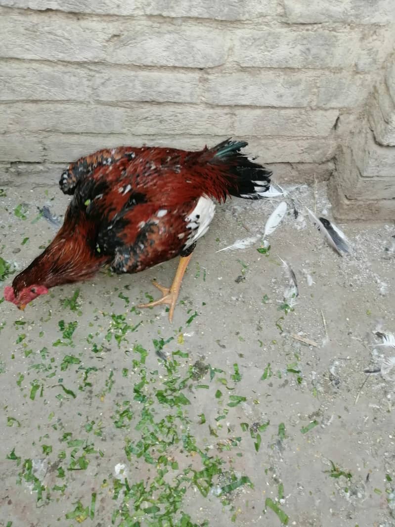 chena and. lakha aseel and kala aseel Per aseel 7000 12