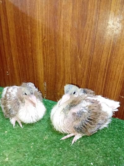 Pigeon sherazi chicks