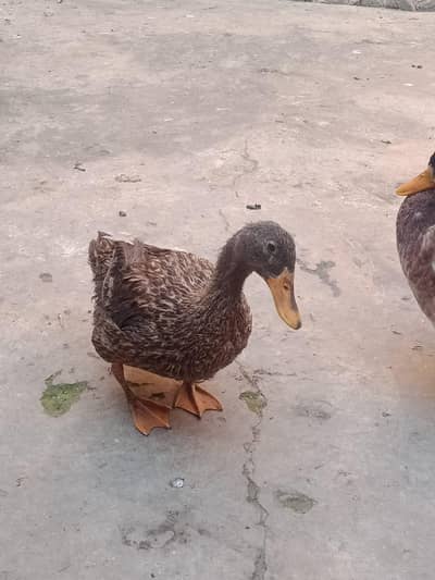tadiy ducks for sale in cheapest prices