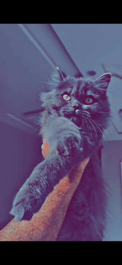 Gray colure hazel eyes cat