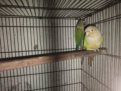 Pineapple Conure into green chick Conure. .