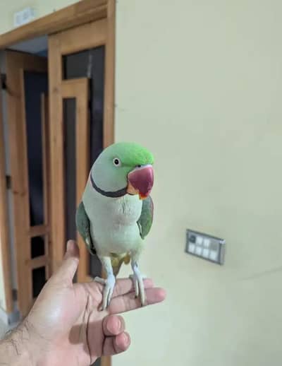 kashmiri raw parrot for sale connect number WhatsApp 0308=3636=156