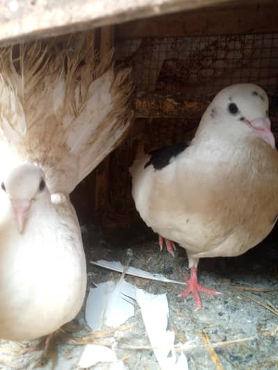 فائنل ہزار روپے جوڑی اور چار بچے بھی ہیں 400 روپے پر کے حساب سے