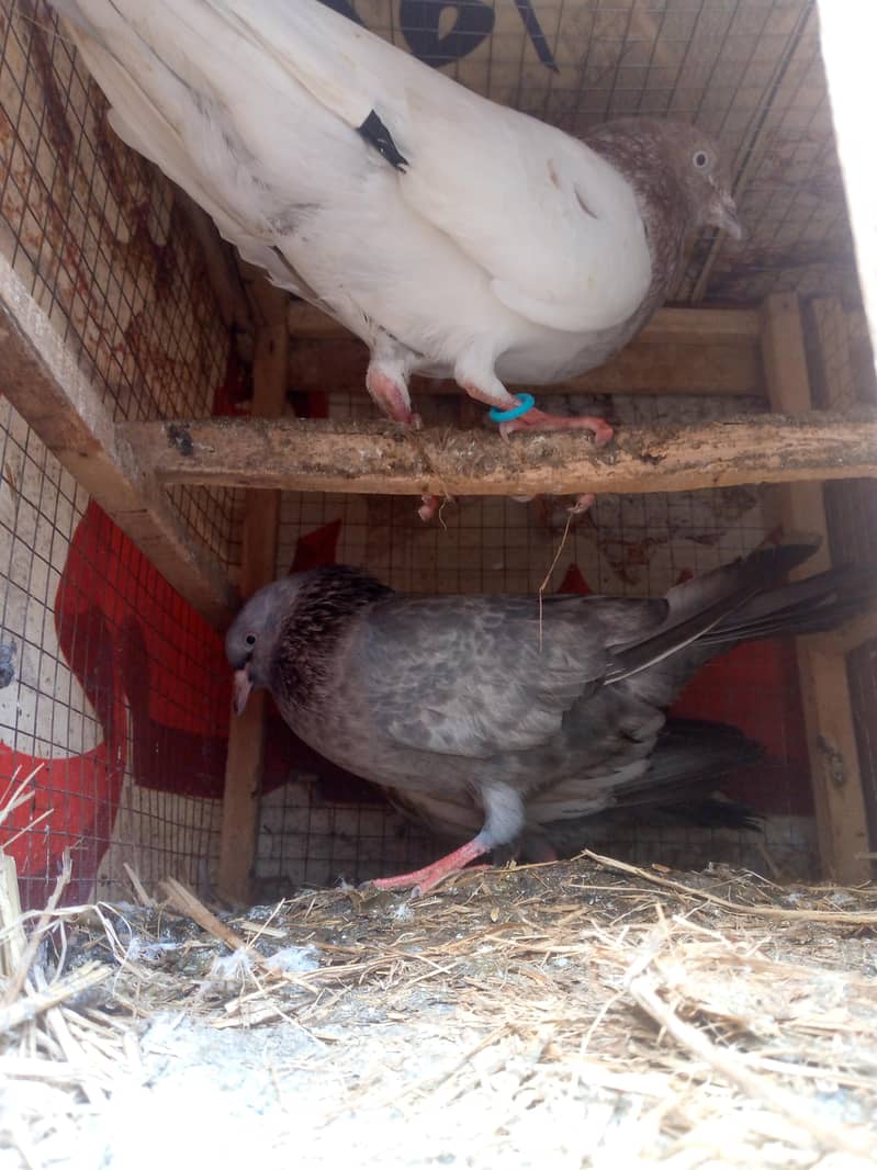 فائنل ہزار روپے جوڑی اور چار بچے بھی ہیں 400 روپے پر کے حساب سے 1