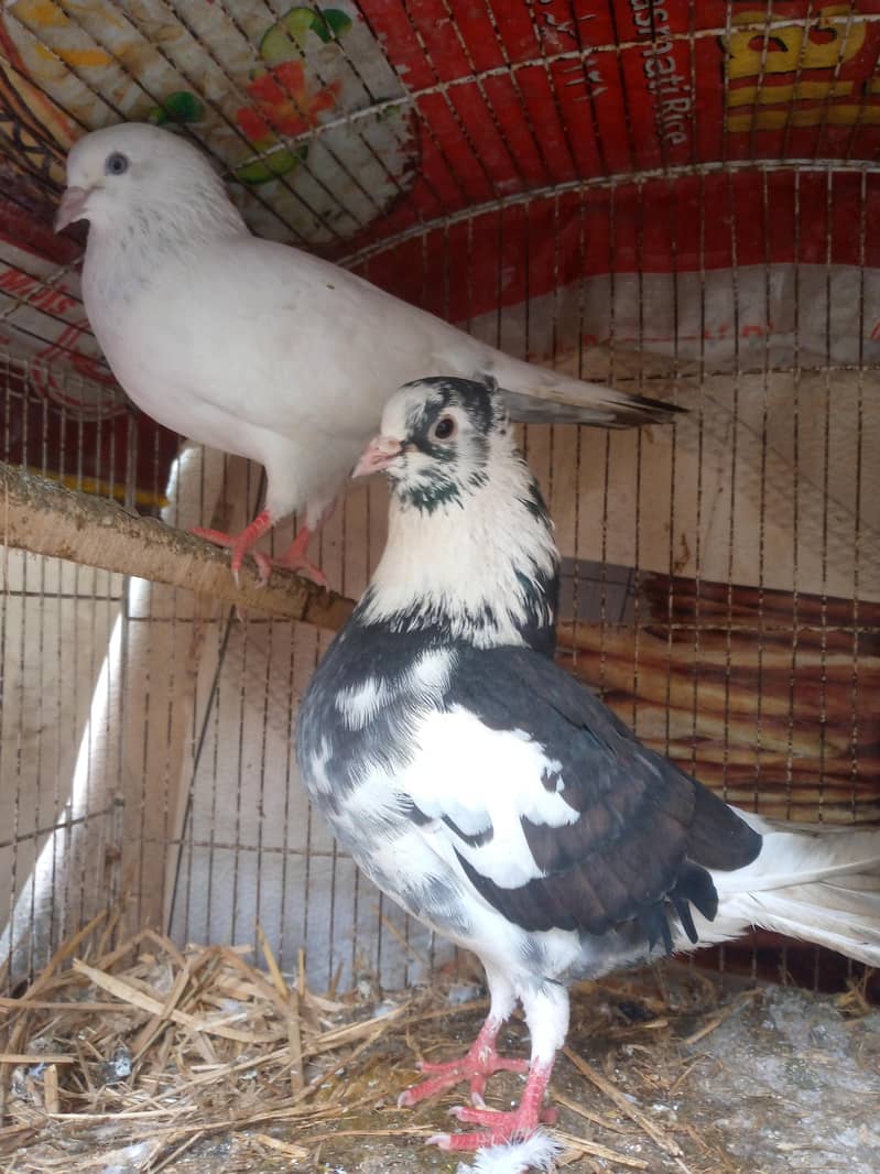 فائنل ہزار روپے جوڑی اور چار بچے بھی ہیں 400 روپے پر کے حساب سے 2