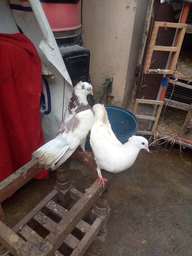 فائنل ہزار روپے جوڑی اور چار بچے بھی ہیں 400 روپے پر کے حساب سے 4