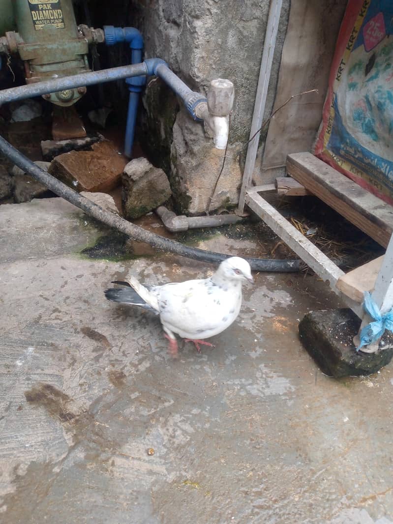 فائنل ہزار روپے جوڑی اور چار بچے بھی ہیں 400 روپے پر کے حساب سے 5