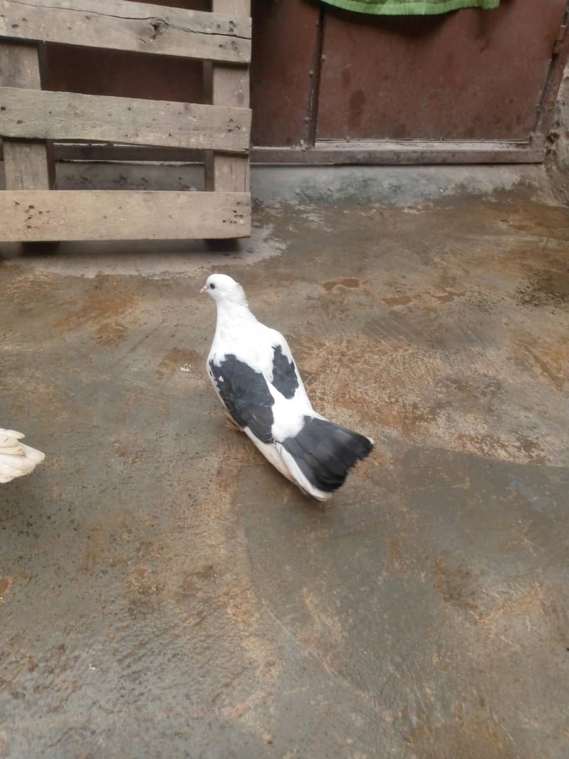 فائنل ہزار روپے جوڑی اور چار بچے بھی ہیں 400 روپے پر کے حساب سے 6