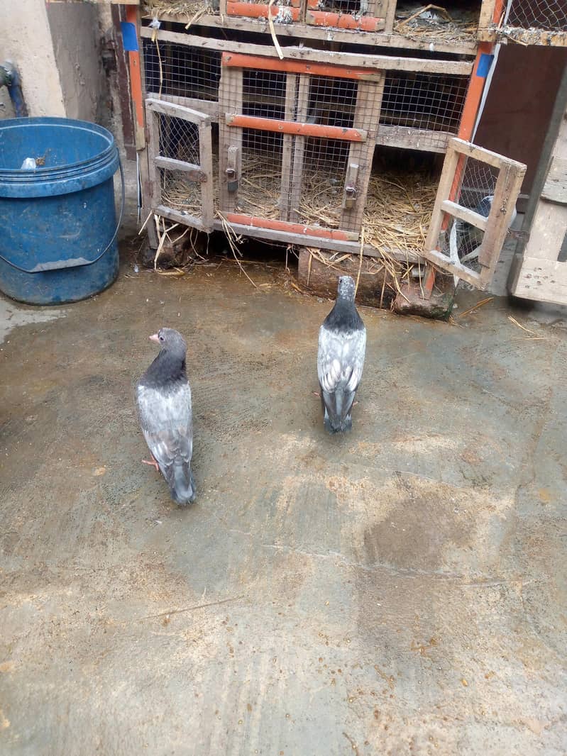 فائنل ہزار روپے جوڑی اور چار بچے بھی ہیں 400 روپے پر کے حساب سے 7