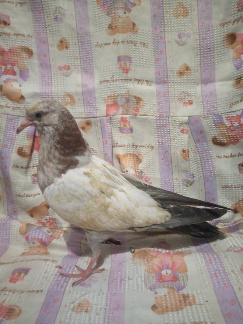 فائنل ہزار روپے جوڑی اور چار بچے بھی ہیں 400 روپے پر کے حساب سے 8