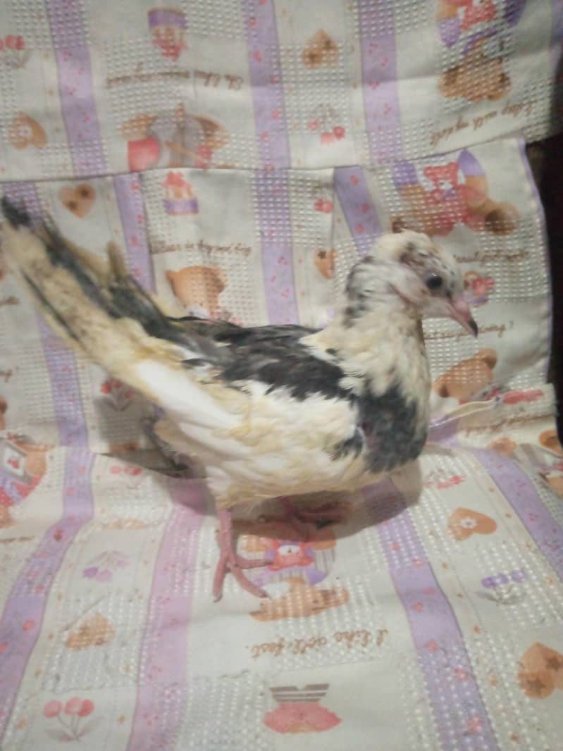 فائنل ہزار روپے جوڑی اور چار بچے بھی ہیں 400 روپے پر کے حساب سے 9