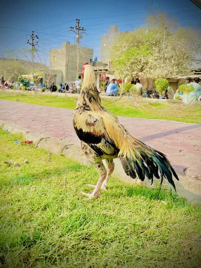 Aseel murgha murga active and healthy