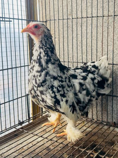 3 Molted bantam females available