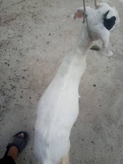 I am selling barki pat ha lagi v 1 month 20 din ke