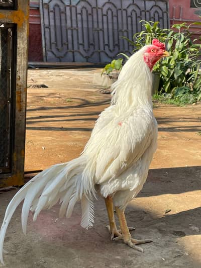 Aseel hera ,  jawa murgi for sale jo b interested ha rabbta kra