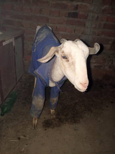 4 dant berberi cross bakri