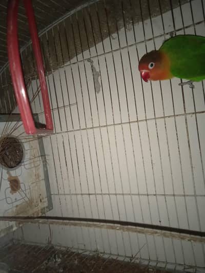 Green fisher Breeder Pair