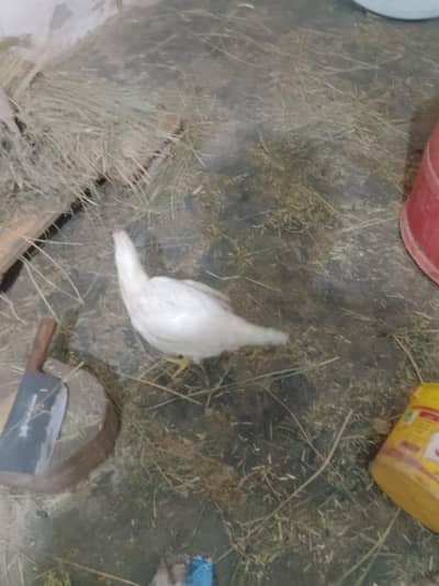 2 aseel pair jora ha js n lnaa ha rabta kraa