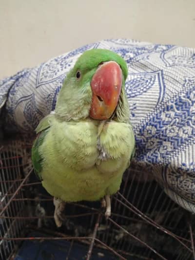 Ladies Glasses – Stylish & Comfortable