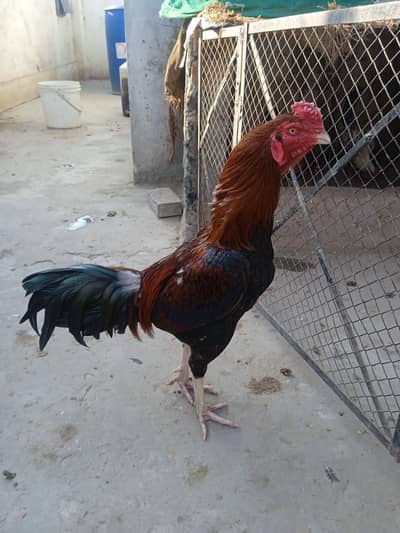 aseel for sale or exgainj with zero size paper white pair