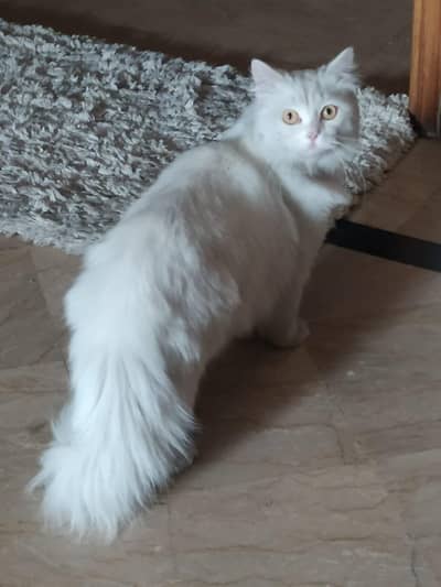 Beautiful male kitten for sale