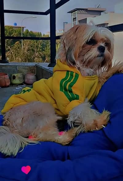 shihtzu open for stud