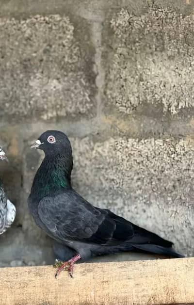 Neela male breeder available ( lakwa hai Purana just)