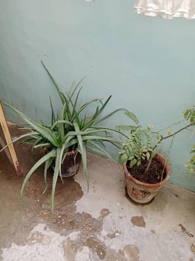plants for sell