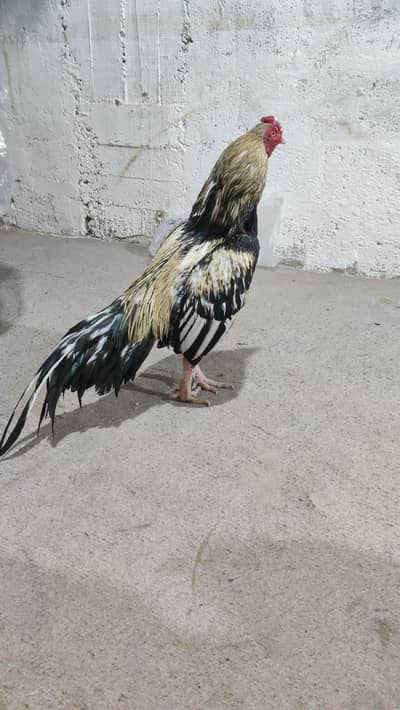 High Quality mianwali