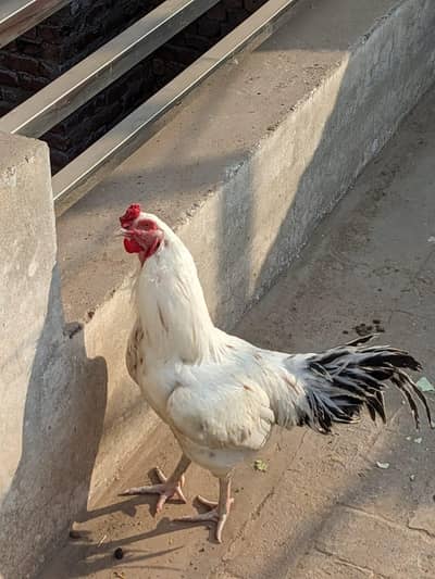 HOME BREAD ASEEL FOR SALE