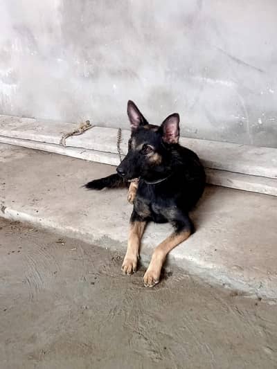 German shepherd female for sale in chakwal