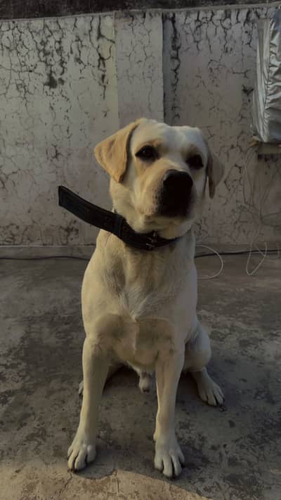 Labrador Male Stud