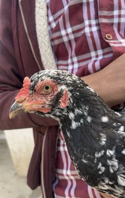 Burmmii x madi for sale pure aseel madi for sale