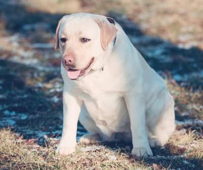 Labrador British Breeder Female For Sale 03005314163