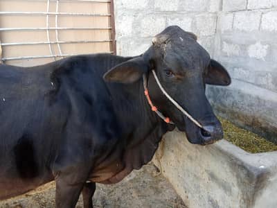 فریزن کراس گائے