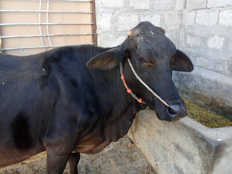 فریزن کراس گائے 0