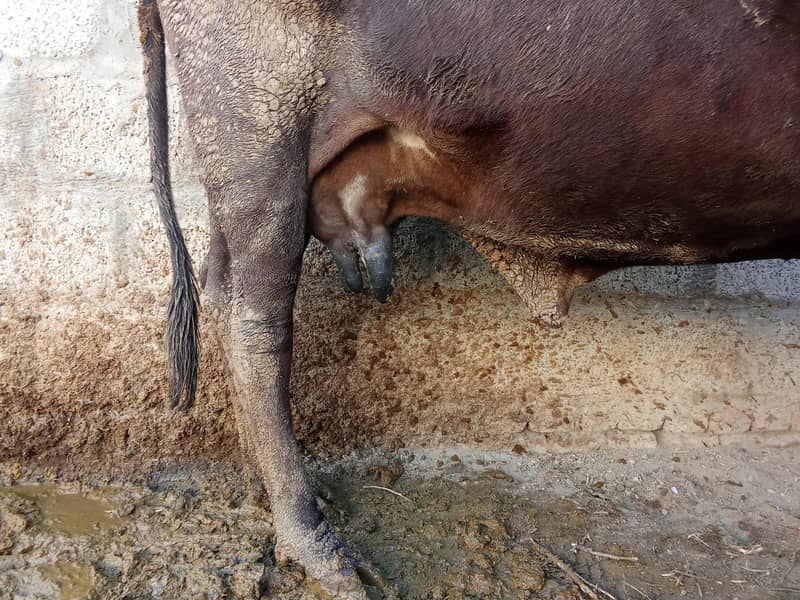 فریزن کراس گائے 2