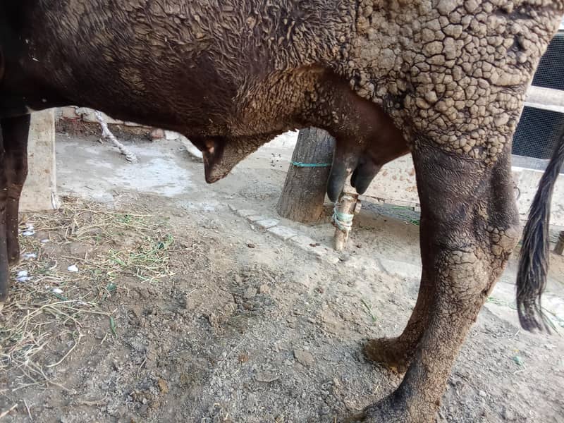 فریزن کراس گائے 3