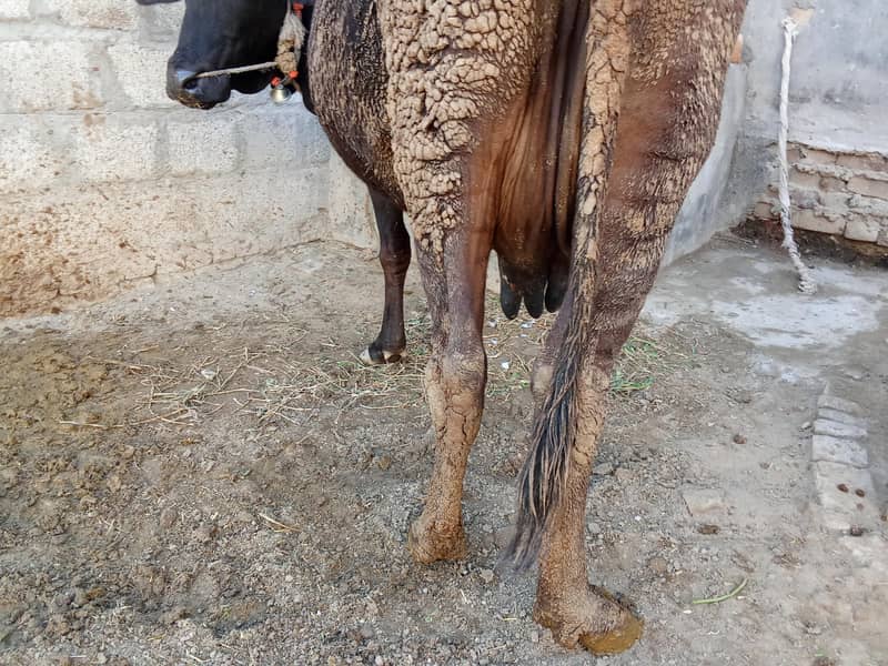 فریزن کراس گائے 5